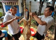 PGN Group Salurkan 955 Hewan Kurban, Berbagi Berkah Iduladha dengan Masyarakat