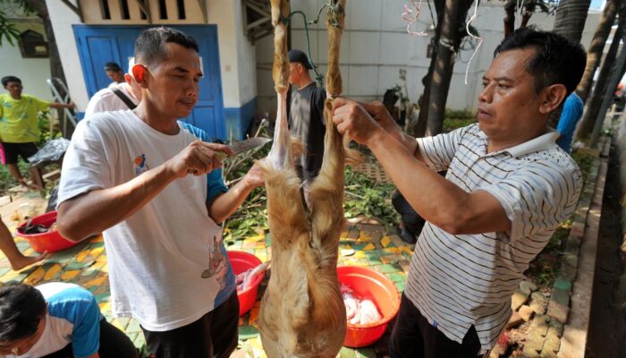 PGN Group Salurkan 955 Hewan Kurban, Berbagi Berkah Iduladha dengan Masyarakat
