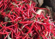 Harga Cabai Keriting di Kediri Naik Rp9.000 per Kilogram