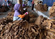 Hingga Awal Oktober, Serapan Tembakau di Pamekasan Capai 20.500 Ton