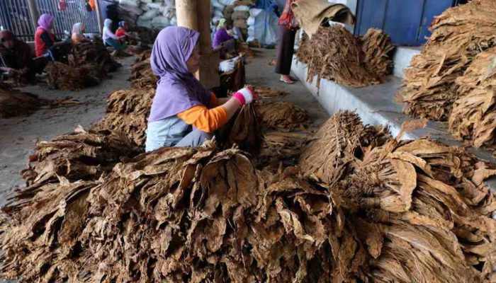 Hingga Awal Oktober, Serapan Tembakau di Pamekasan Capai 20.500 Ton