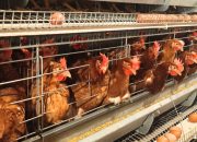 Tembus Rp18,2 Miliar, Ekspor Unggas Indonesia Kian Ekspansif ke Pasar Global