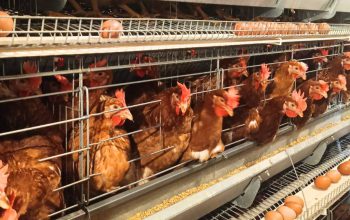 Tembus Rp18,2 Miliar, Ekspor Unggas Indonesia Kian Ekspansif ke Pasar Global