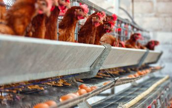 Stabilkan Harga Ayam, Kementan Minta Pelaku Usaha Kendalikan Produksi DOC