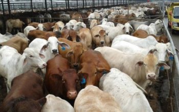 Sapi Indukan Brasil Dibidik, Pemerintah Pacu Swasembada Daging Nasional