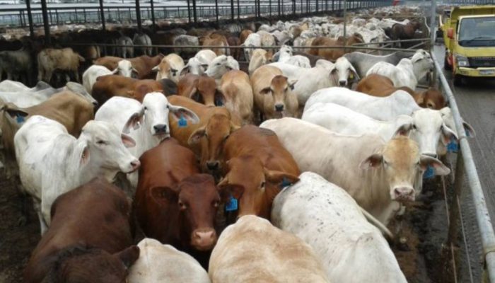Sapi Indukan Brasil Dibidik, Pemerintah Pacu Swasembada Daging Nasional